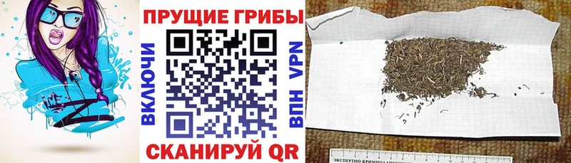 mega ссылка  Соликамск  Псилоцибиновые грибы Cubensis 
